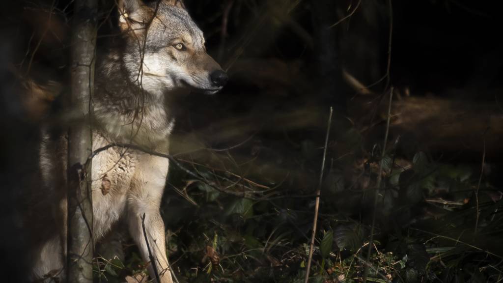 Vermutlich Wolf in Fotofalle bei Hütten ZH getappt