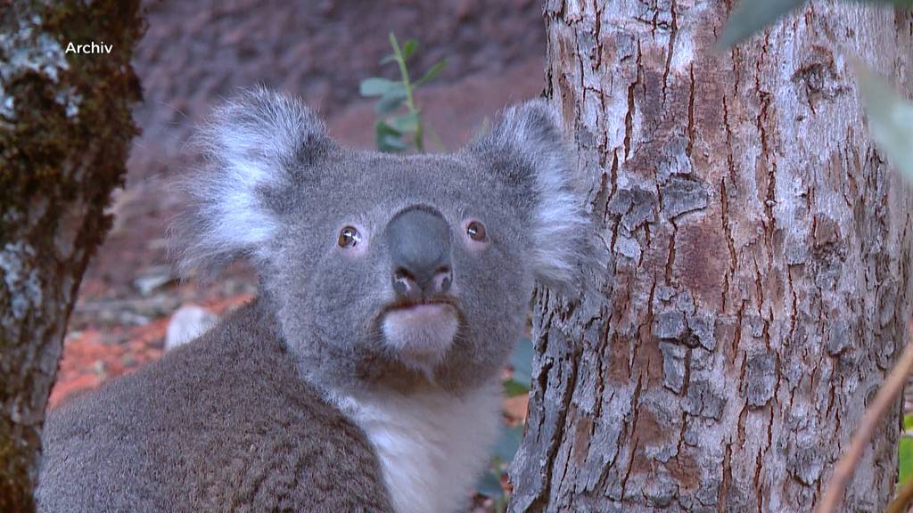 Koala Mikey ist unerwartet gestorben