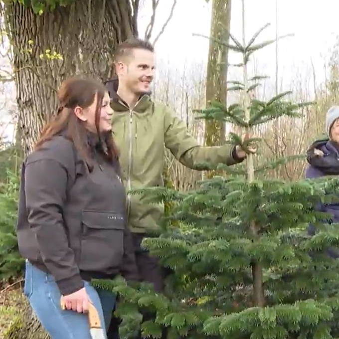 Diese Familien holen sich den Christbaum direkt aus dem Hönggerwald