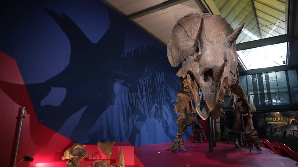 Grösstes Triceratops-Skelett der Welt im Sauriermuseum Aathal ausgestellt