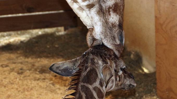 Hunderttausende verfolgen Giraffengeburt live im Internet