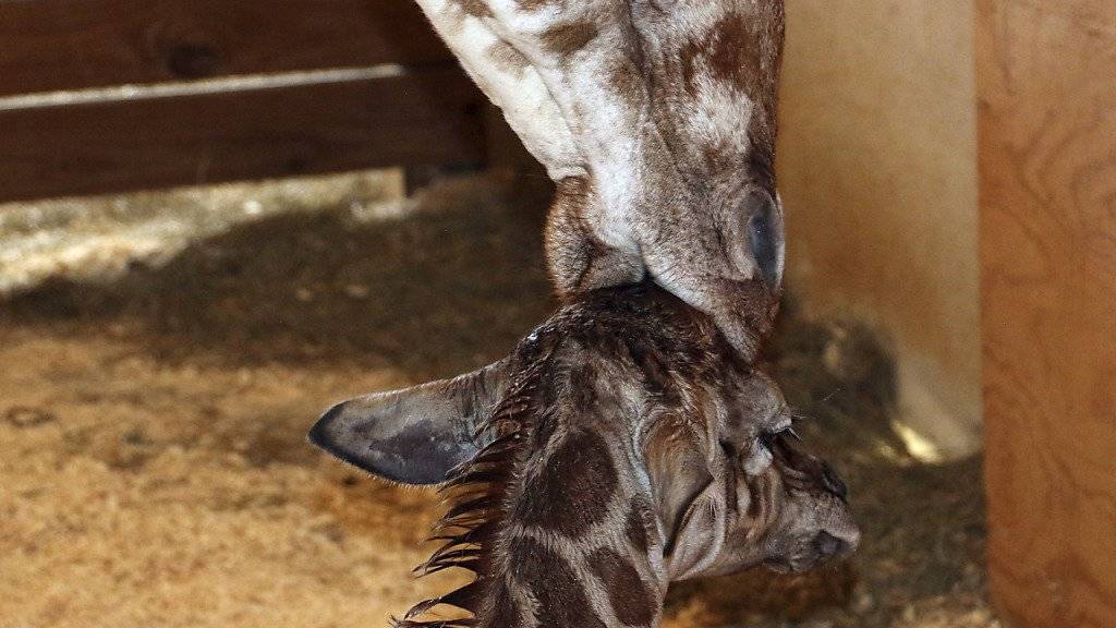Weltweit verfolgten zahlreiche Menschen die Geburt eines Giraffenbabys im Animal Adventure Park in Binghamton im Gliedstaat New York.