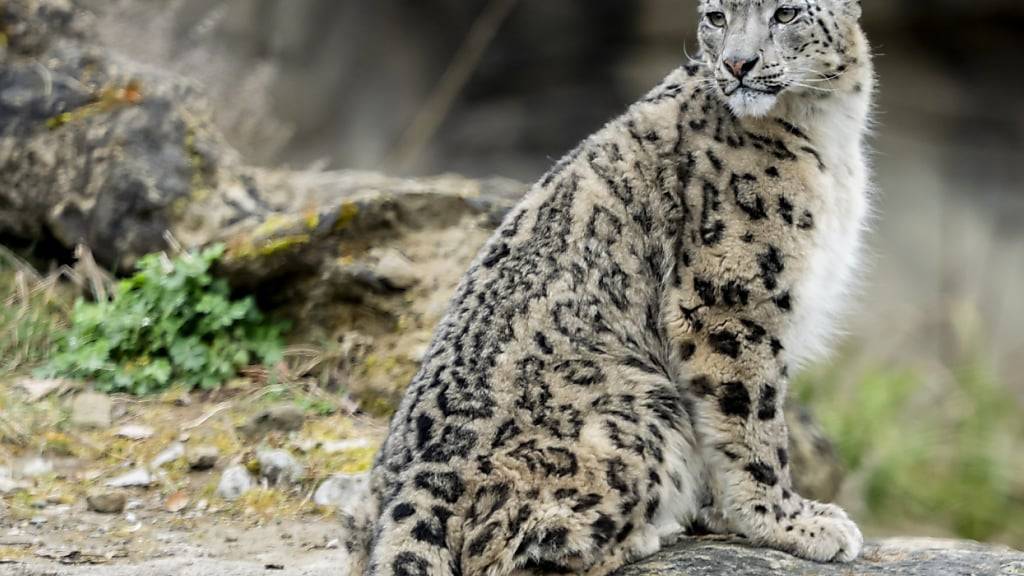 Die Weltnaturschutzunion (IUCN) stuft den Schneeleopard als «gefährdet» ein. (Archivbild)