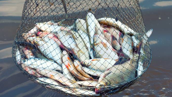 Kaum Fische in Ostschweizer Gewässern