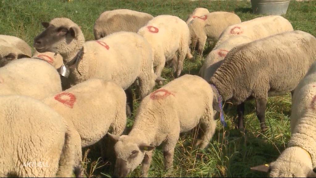 Asylbewerber wegen Schafs-Diebstahl verurteilt