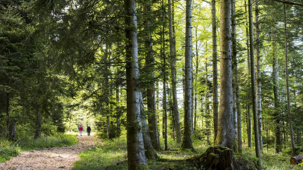 Der Jorat ist das grösste zusammenhängende Waldgebiet im Schweizer Mittelland. Rund eine Million Spaziergänger besuchen die Gegend jährlich. (Archivbild)