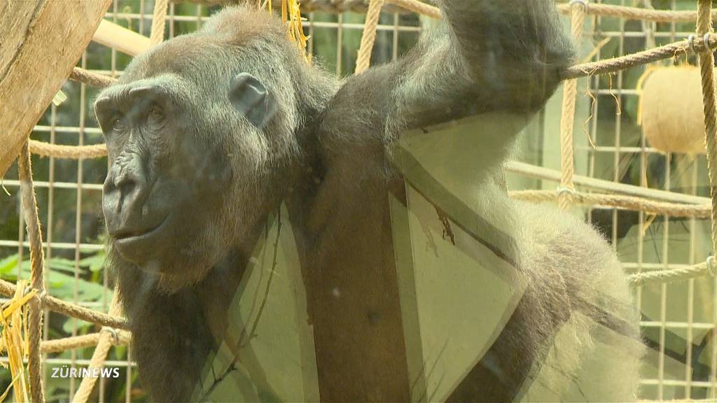 Affen und Pfauen bedauern den Zoo-Lockdown