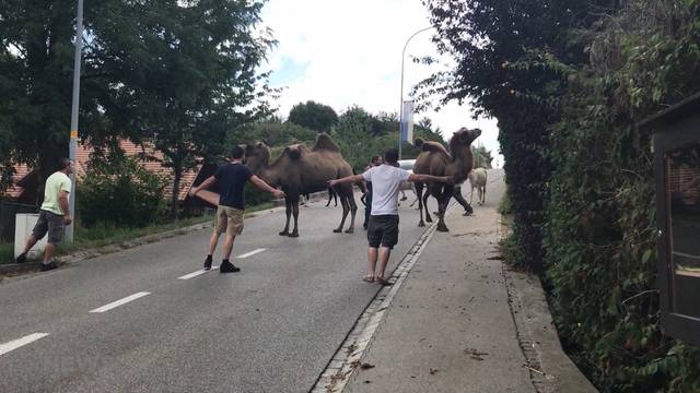 Auf Safari in Kallnach