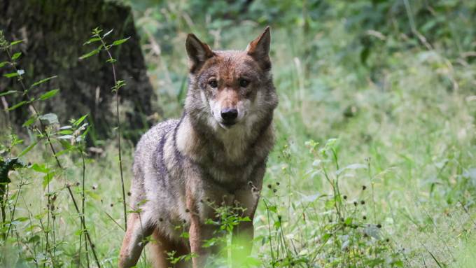 Schwyzer Regierung lehnt kantonale Wolfs-Initiative der SVP ab