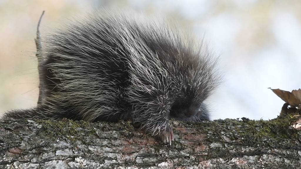 Neue Tierart im Zoo Basel: Der Urson