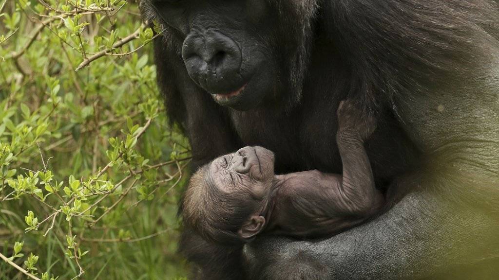 Dieses Gorilla-Baby ist Anfang April in einem Zoo in Dublin zur Welt gekommen.