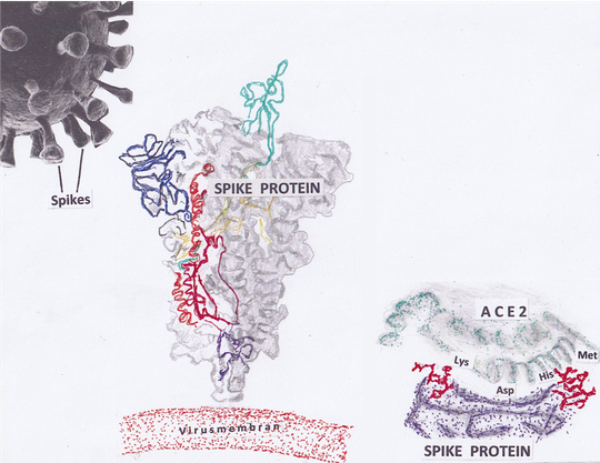 The Sars-CoV-2 spike protein and its cell membrane coupling point.