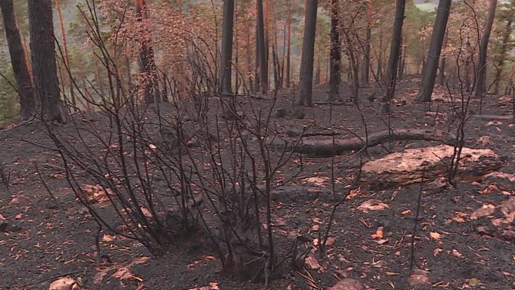 Waldbrand in Herbetswil zerstört Biodiversitäts-Projekt