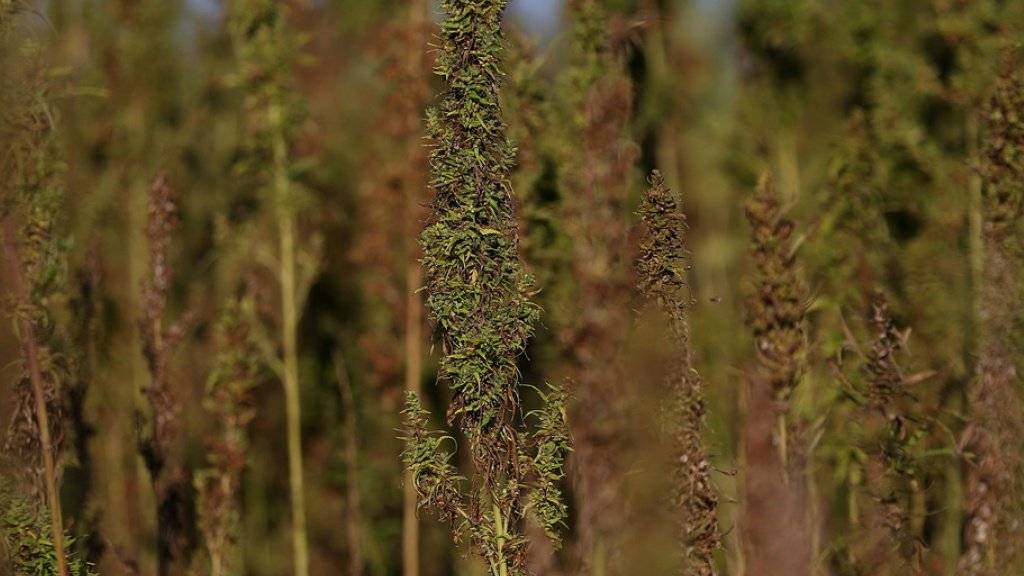13'000 Cannabis-Pflanzen stellte die Griechische Polizei bei Athen sicher. Das sei «der grösste Fund aller Zeiten». (Archivbild)