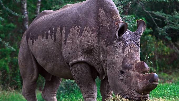 Extrem seltenes Nashorn soll mit Labortechniken gerettet werden