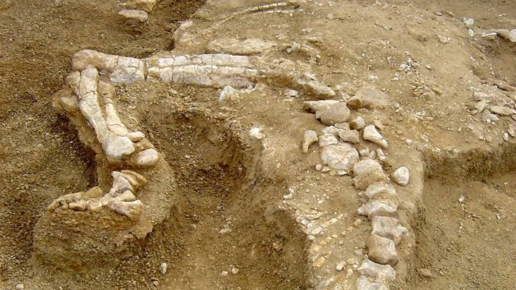 In Argentinien entdeckten Archäologen Überreste einer bislang unbekannten Dinosaurier-Art. Es soll sich um einen Pflanzenfresser handeln. (Symbolbild)