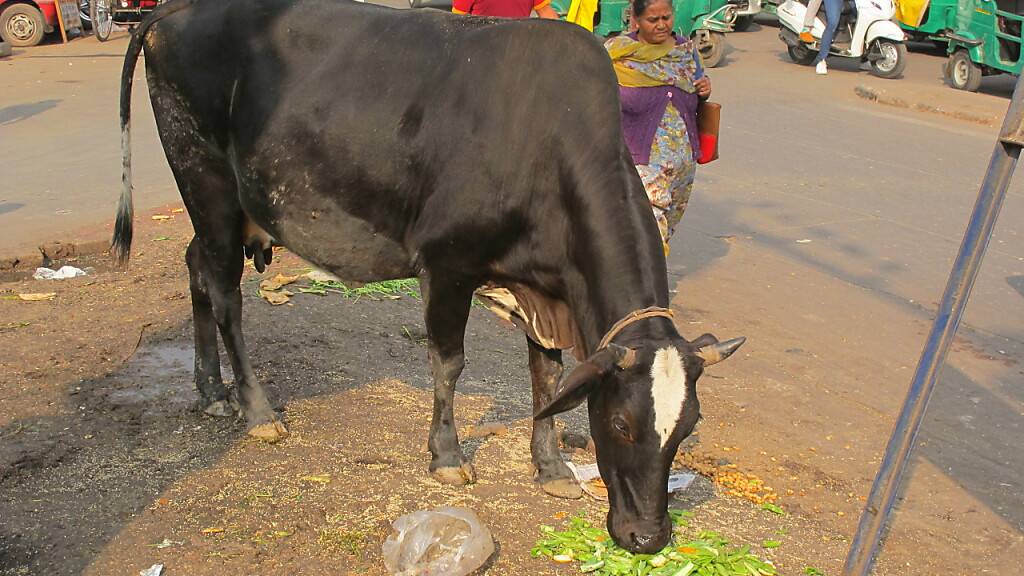 ARCHIV - Eine Kuh steht in Neu Delhi. Foto: Stefan Mauer/dpa