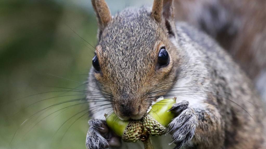 Sind herzig, aber vom Namen her nicht ganz an der Spitze: Eichhörnchen. Deutschlernende mögen das Wort «Gemütlichkeit» noch lieber. (Symbolbild)
