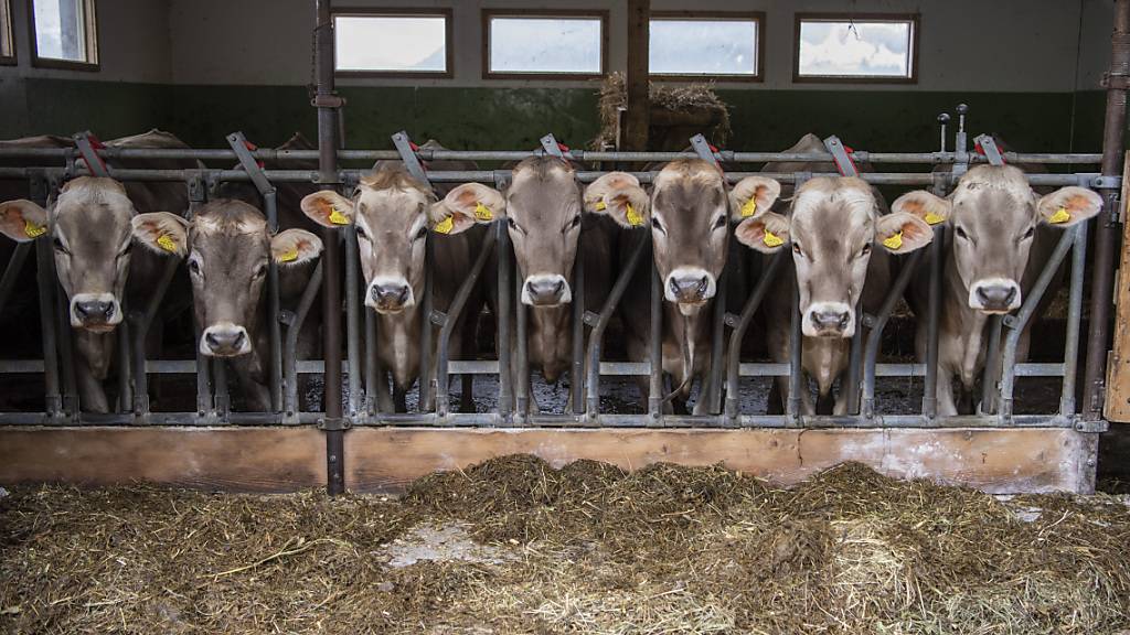 Aufgrund der Bovinen Virus-Diarrhoe (BVD) kann es bei Rindern vermehrt zu Fehlgeburten kommen. (Symbolbild)