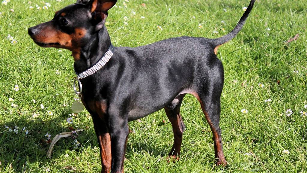 rehpinscher