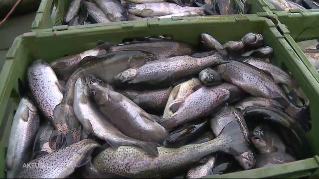 Ermittlungen eingestellt: Tausende Fische qualvoll gestorben