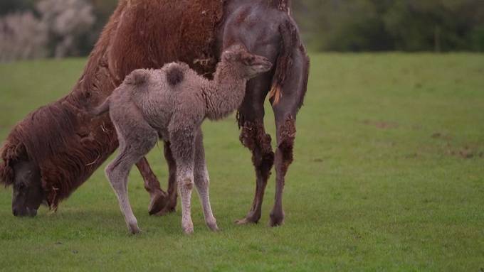 Seltenes Kamelbaby kommt in englischem Zoo zur Welt