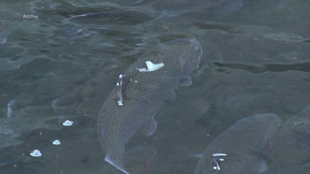 200'000 Fische müssen getötet werden