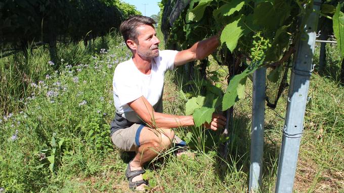 Thurgauer Bio-Weingut an der Spitze