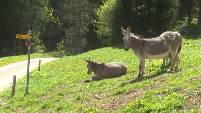 Tierische Stars auf Wanderung: Esel-Familie auf dem Weg zum Plattenbödeli