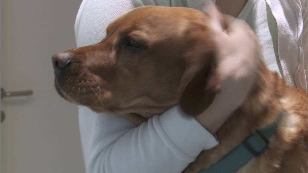 Kranke Hunde: Wegen Corona boomt Online-Handel mit Welpen