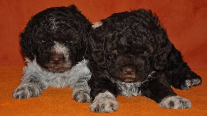 Lagotto Club Schweiz Suisse Truffelsuche Cc Carre Anmeldung