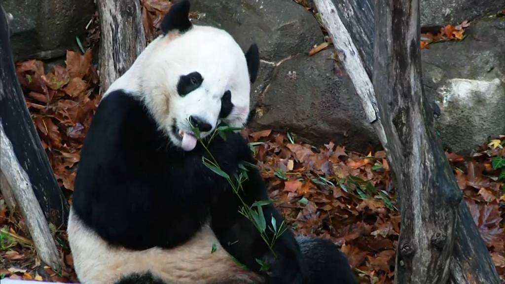 Ein Panda fliegt nach China