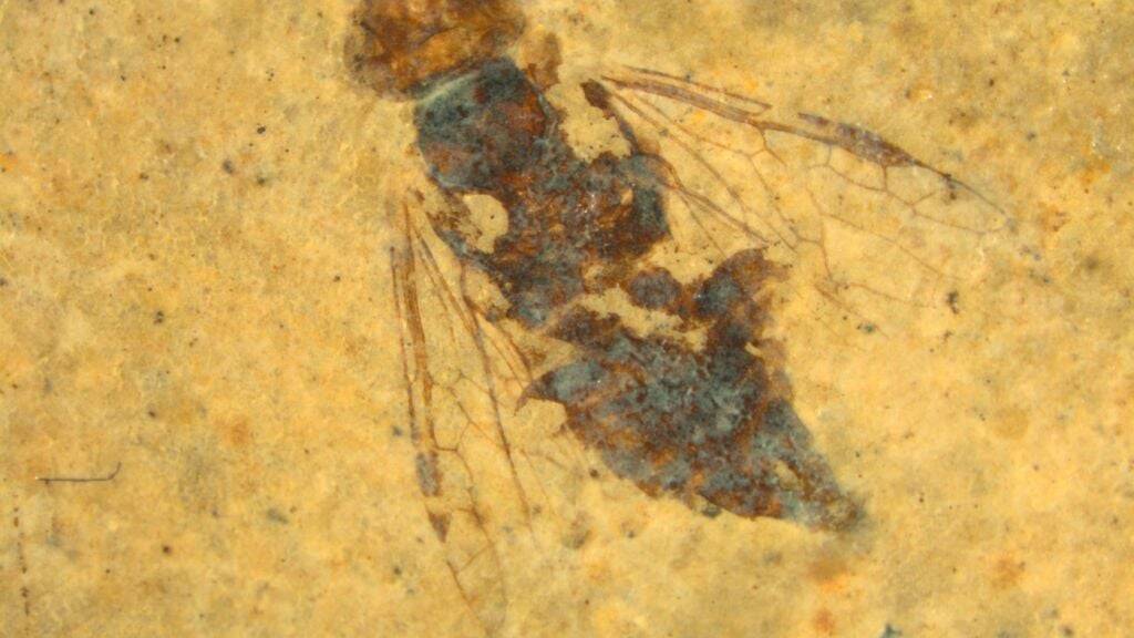 Unter den Fossilien-Funden im Tessin war auch die älteste bisher gefundene Wespe.