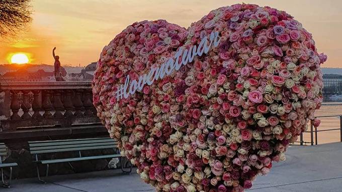 Zürcher Floristen setzen mit 2800 Rosen ein Zeichen gegen Krieg