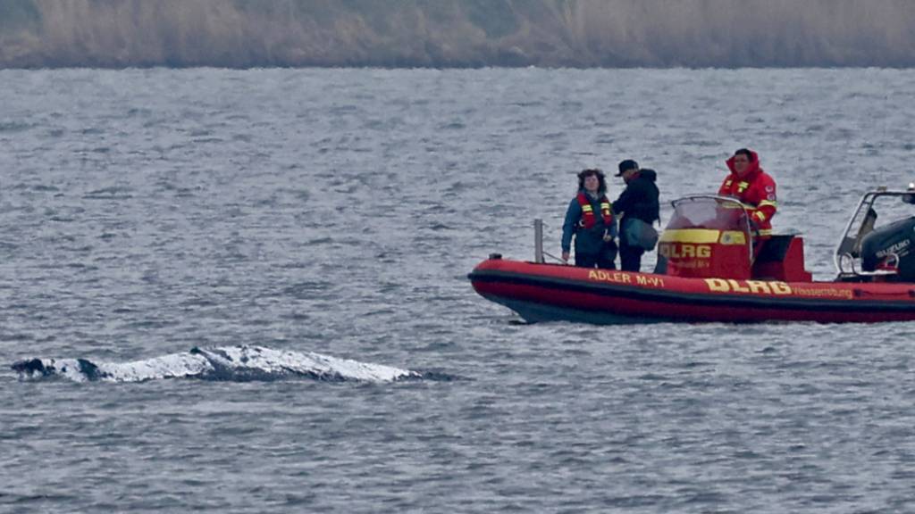 Ein Schlauchboot mit Helfern ist in der Nähe des gestrandeten Wals vor der Ostseeinsel Poel im Einsatz. Der Rücken des Wals ist mit Tüchern abgedeckt. Für den bei Wismar gestrandeten Buckelwal wurde ein neuer Rettungsversuch gestartet. Umgesetzt werden soll das Konzept von einer privaten Initiative. Foto: Bernd Wüstneck/dpa