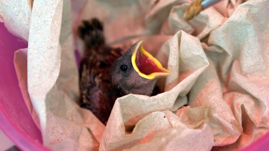 Intensive Pflege: Rund ein Drittel mehr Wildvogelpatienten in St.Gallen