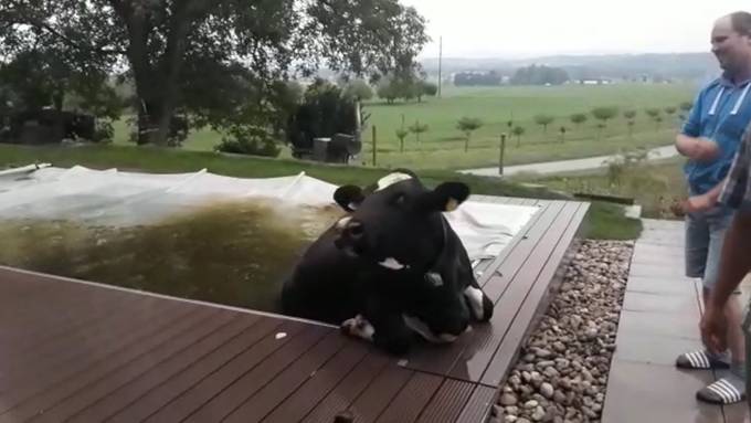 Hoppla – da schwimmt eine Kuh im Pool!