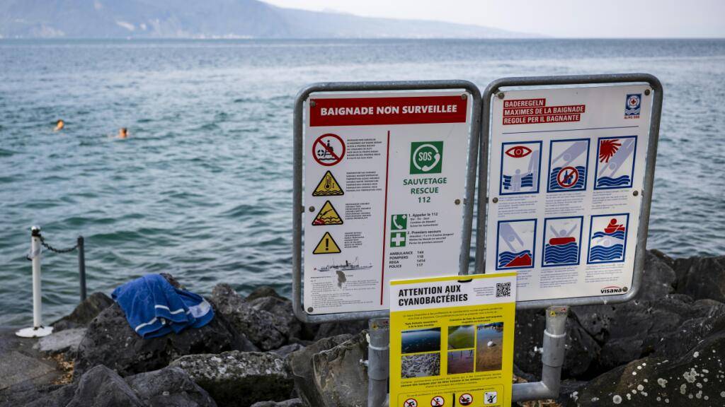 Die Waadtländer Gemeinden haben am Ufer des Genfersees leuchtend gelbe Informationstafeln aufgestellt, um die Öffentlichkeit für Cyanobakterien zu sensibilisieren.