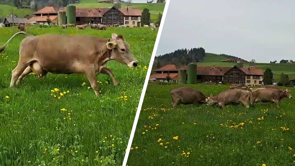 Ansteckende Freude: Für diese Appenzeller Kühe gibt es kein Halten mehr