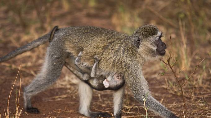 Grünmeerkatzen haben flexible Männchen