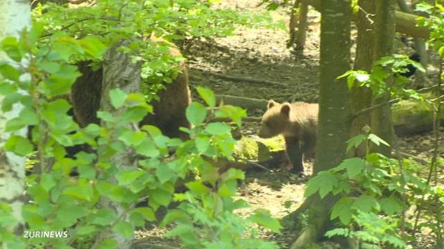 Bärennachwuchs im Tierpark Langenberg