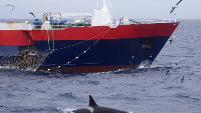 Neuseeland verbietet zum Schutz von Delfinen Treibnetz-Fischerei