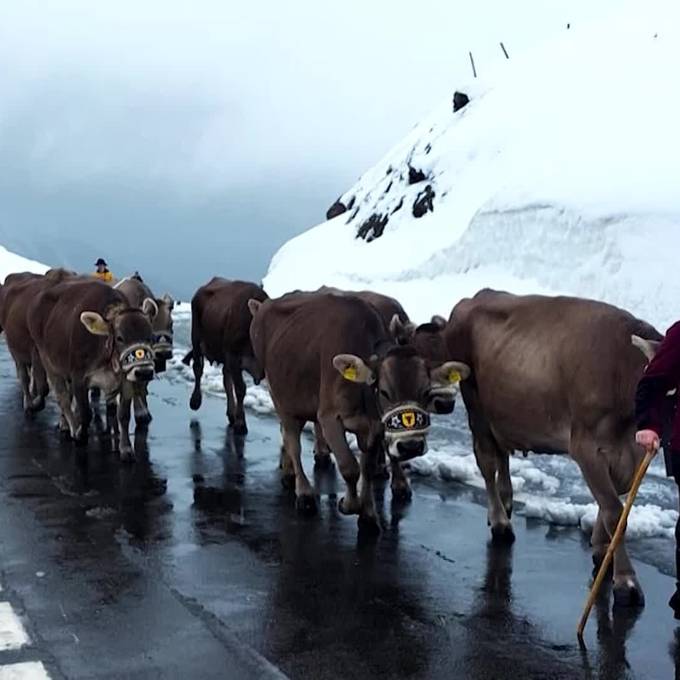 Älpler ziehen bei Alpauffahrt zu Fuss über den Klausenpass in Richtung Urnerboden