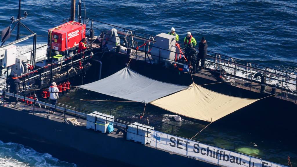 Hoher Wellengang: Wal-Transportschiff kommt nicht weiter