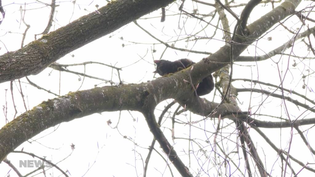 Spektakuläre Büsi-Rettung in Hasle-Rüegsau: Kletterer muss Katze von 40 Meter hohem Baum holen