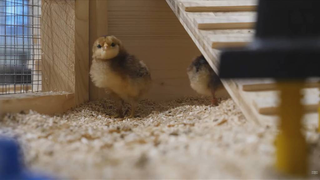 Osterbibeli im Museum Luzern geschlüpft