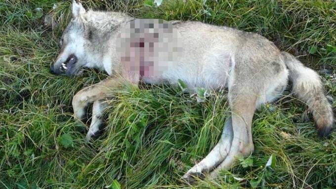 «Erhebliche Schäden»: Glarner Wildhut schiesst einen Wolf