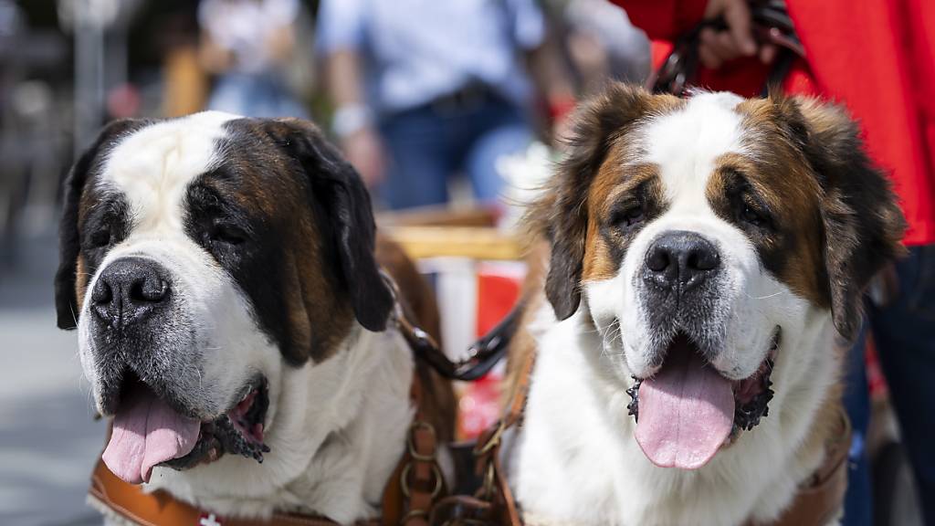 Das Forschungsteam der Universität Genf untersuchte unter anderem die Entstehung der Nasenmuster von Hunden. (Symbolbild)