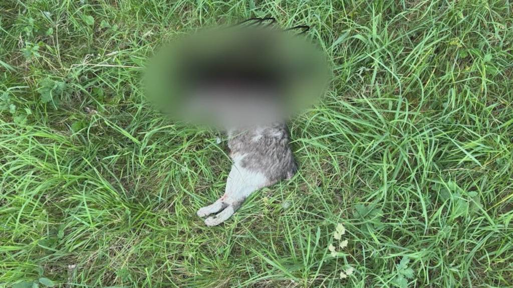 Schockierender Fund: In Wangen bei Olten wird eine Katze ohne Kopf gefunden