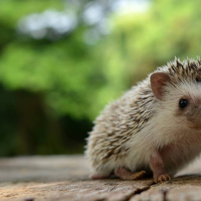 Wegen Hitze: Viele Igel sind abgemagert